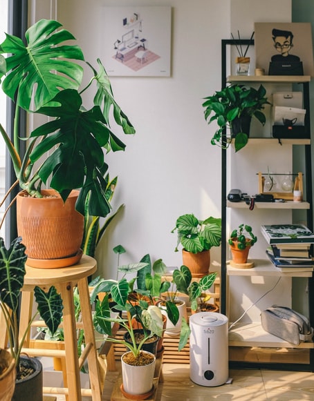 house plants for stress relief | Stress relief activities that are scientifically proven, stress relief activities at home