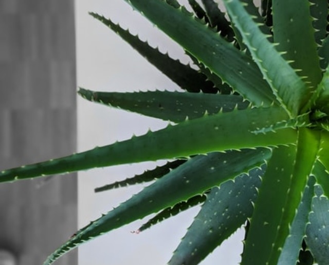 cropped-aloe-vera-for-dandruff.jpg
