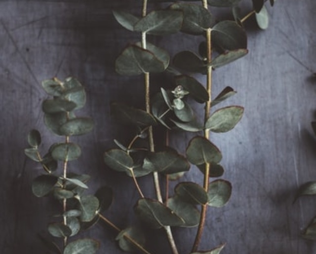 cropped-eucalyptus-oil-for-insomnia.jpg