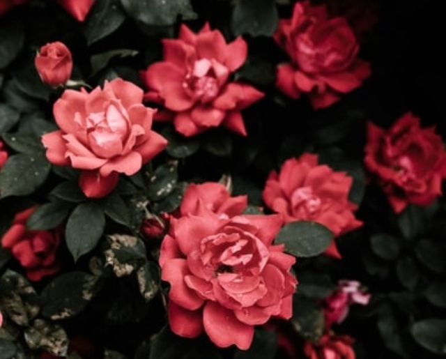 cropped-rose-water-uses-for-skin-cherry-on-top-blog.jpg