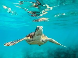 best swimming camps in the Caribbean | cherry on top